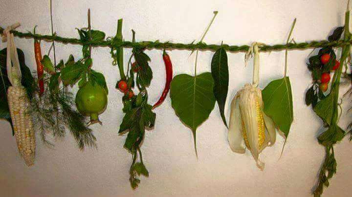 किराँत समुदायले आज सिसेक्पा तङ्नाम पर्व मनाउँदै