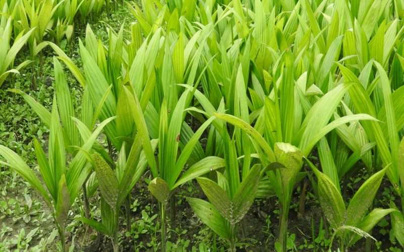 झापामा दुई महिनामा एक करोड ८० लाख मूल्यको सुपारीका बिरुवा बिक्री
